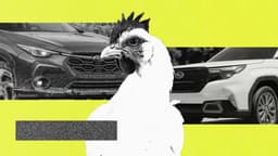 3% владельцев Subaru ездят в машинах с курами