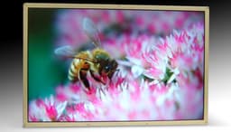Samsung Creates First LCD with DisplayPort Video Interface