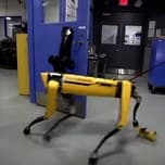 Видео дня: человек не может помешать новому «побегу» робота Boston Dynamics из лаборатории