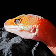Удивительно красивые фотографии с камеры Iqoo 5