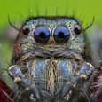 Поставки объективов Venus Optics Laowa 50mm f/2.8 2X Ultra Macro APO системы MFT начнутся в конце месяца