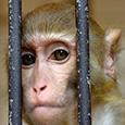 В России зафиксирован первый случай оспы обезьян