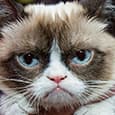 Котики спасут человечество. В крови кошек обнаружили универсальные антитела от коронавирусов
