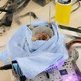 Core i9-13900K может стать первым в истории потребительским CPU, который сможет работать на частоте 9 ГГц. Пока же его разогнали почти до 8,9 ГГц