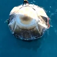 «Дракон приземлился». Спасательный Crew Dragon в океане встретили дельфины