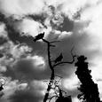 «Флагман уличной фотографии» с камерой Ricoh GR. Появились фотографии, сделанные на базовый Realme GT8