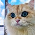Первый в истории смартфон с гибридной системой воздушно-водяного охлаждения «способен делать потрясающие снимки». Появились эффектные фото с камеры RedMagic 11 Pro+