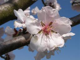 Sony Ericsson выпустит 7-мегапиксельный камерофон?