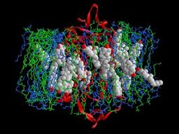 IBM и EPFL совместно приступили к созданию компьютерной модели мозга