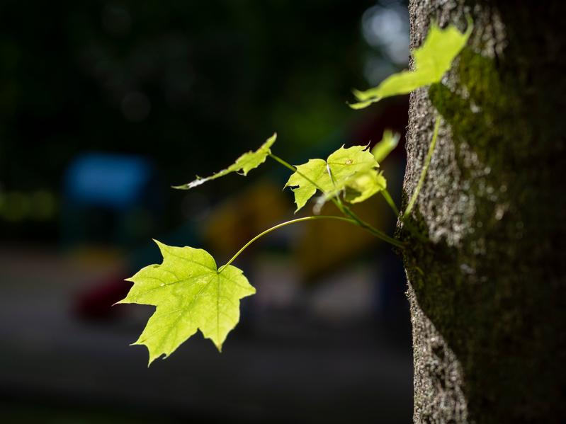 Olympus M.Zuiko Digital ED 25mm f/1.2 Pro; F2; 1/2000 c; ISO 200 (экспокоррекция −2 EV)