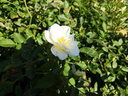 Смартфон Honor 10:, фото 61