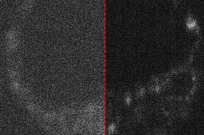Изображение живого эмбриона мыши с оптимизированным захватом и без него.Источник: APL Photonics (2025). DOI: 10.1063/5.024523
