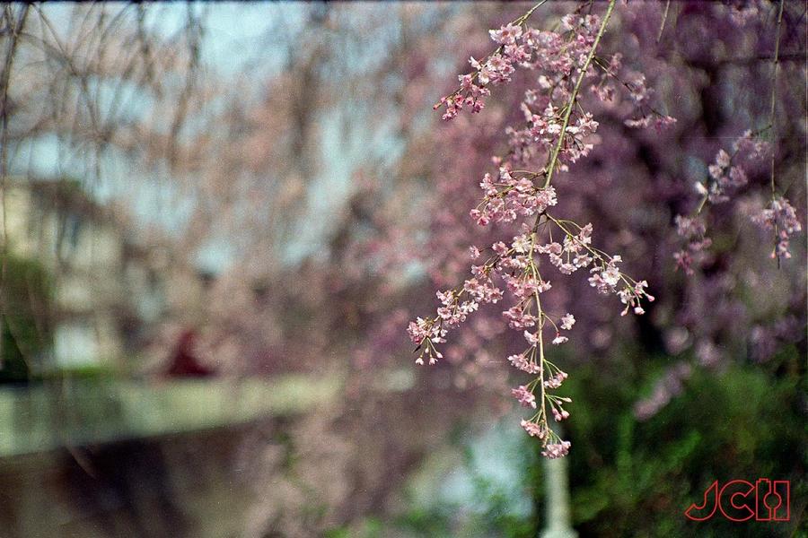 Объектив MS Optics Sonnetar 50mm F1.3 с креплением Leica M стоит 955 долларов, фото 6