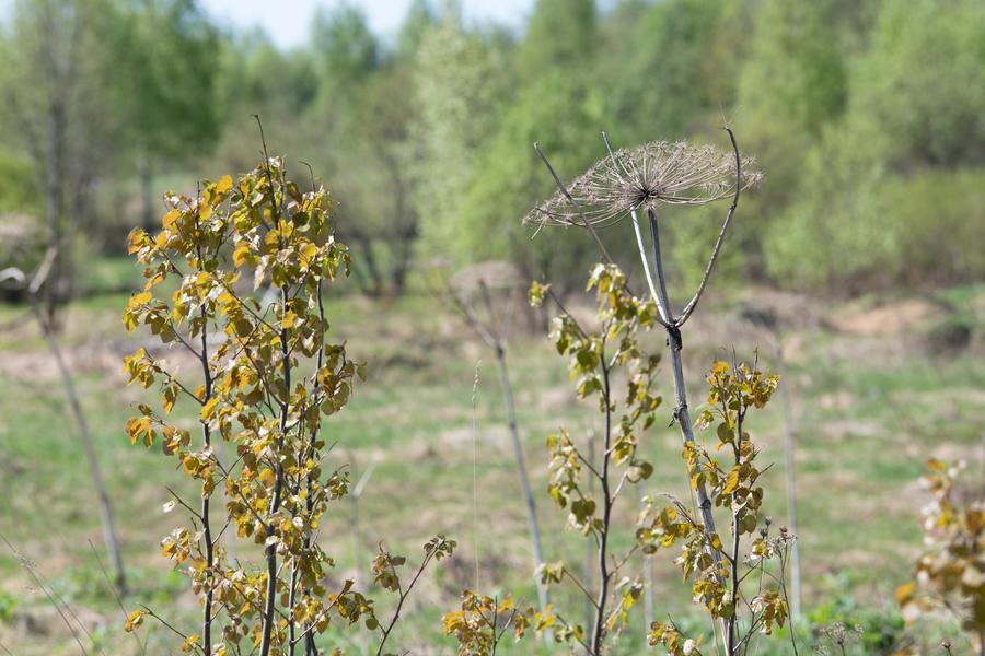 без профиля
