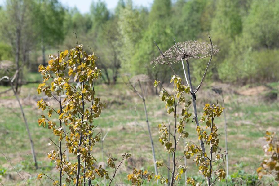 без профиля