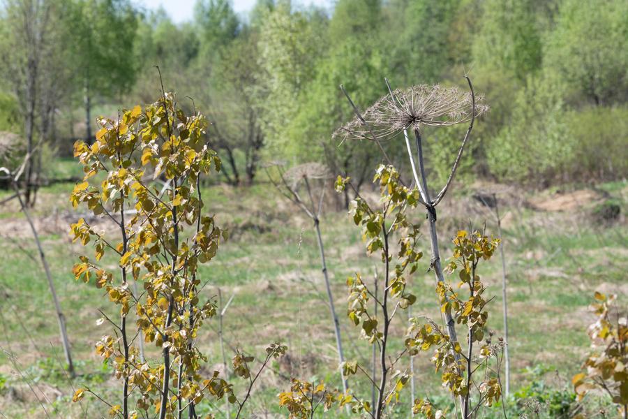 с профилем