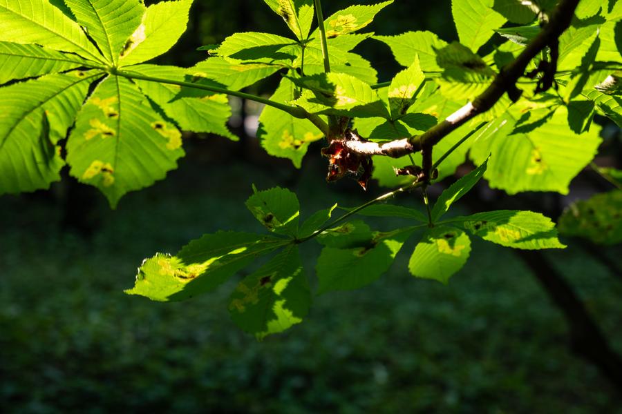 Фокусное расстояние 40 мм; F5,6; 1/60 c; ISO 320