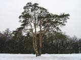 Olympus CAMEDIA C-5060 RAW data Edit
