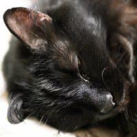 ISO 6400