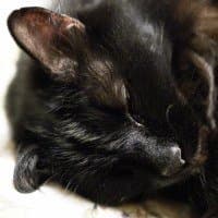 ISO 25600