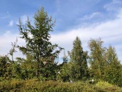 Смартфон Redmi Note 17 Pro Max 5G:, фото 51