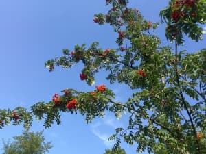 камера Sony Xperia go — примеры снимков камера Sony Xperia go — примеры снимков